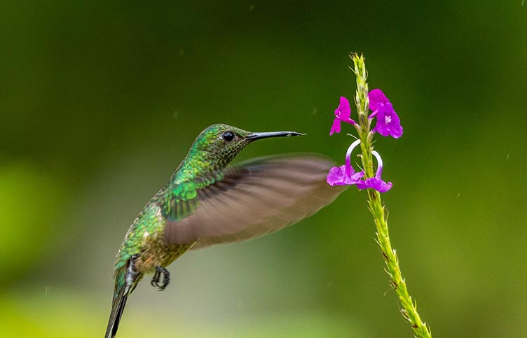 Mittelamerika Karibik - Costa Rica