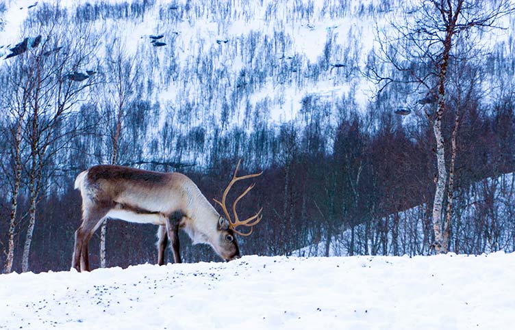 Nord- /Mitteleuropa - Norwegen